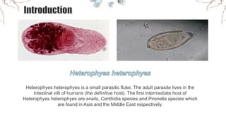  Heterophyes heterophyes: En parasitisk mask som lever av att dansa i din tarm!