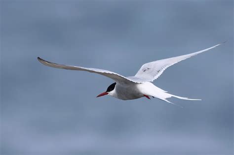  Tern - En fågel som är lika bekväm vid en iskall havsstrand som i den tropiska luften!