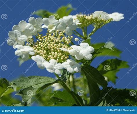  Viburnum! En underbar blomma som också är en kolonibildare av fantastiska havsdjur?