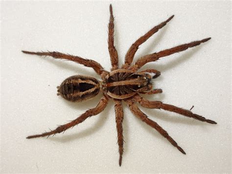  Wolf Spider! En Överraskande Snabb och Mycket Smart Jagare med Åtta Ben