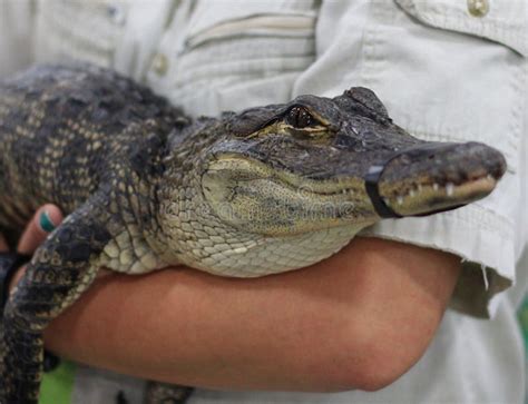  Frödkrokodil – En liten skräpare med ett stort hjärta som gärna hoppar och simmar i sötvattenssjön!