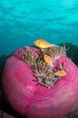  Miniature Mushroom Anemone! Unveiling the Secrets of this Colorful Creature Living on the Ocean Floor